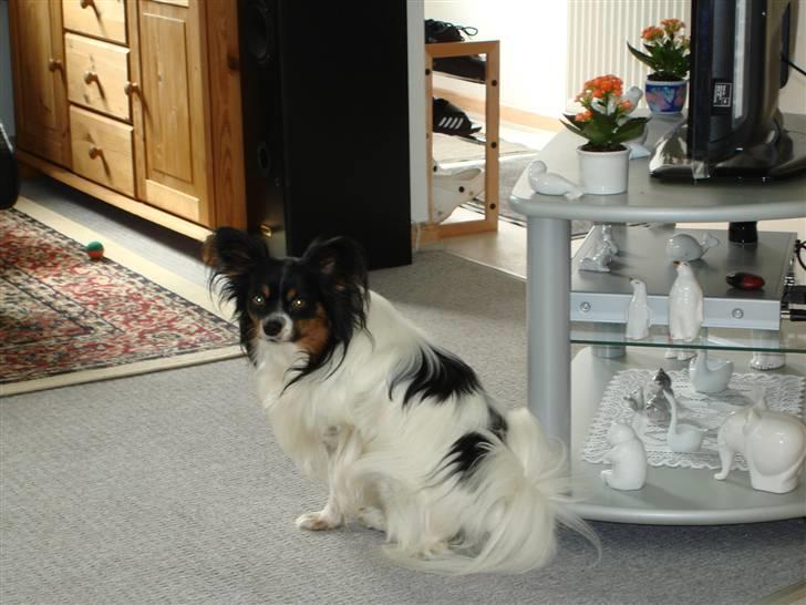 Papillon Rex - uhmmm det var lækkert billede 14