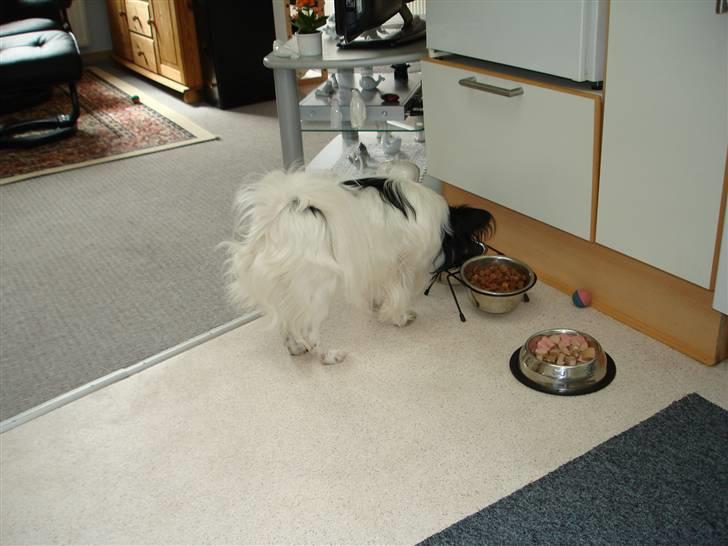 Papillon Rex - trænger til en tår over tørsten billede 15