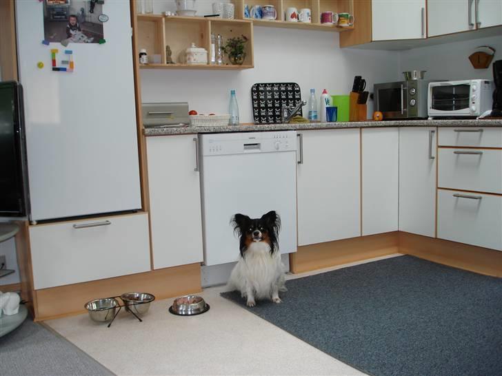 Papillon Rex - jeg er lidt af en køkkenskriver ...tænk hvis der faldt en bid ned til mig billede 16