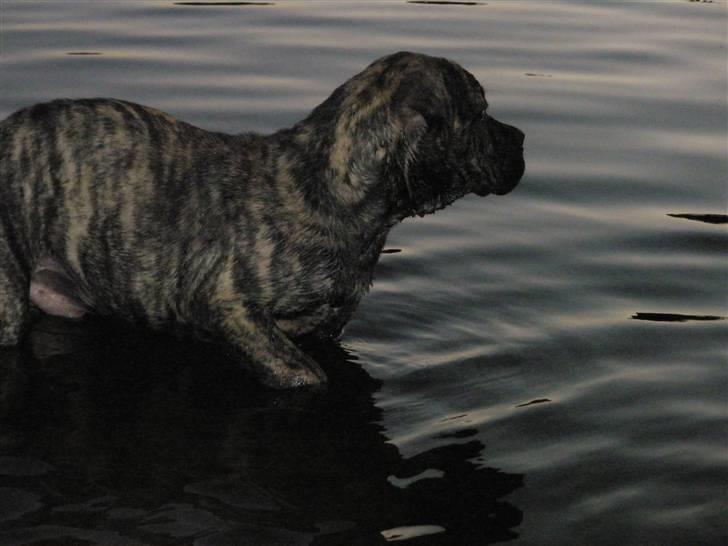 Boerboel Kelzo - Som han kan stå og nyde solen billede 14