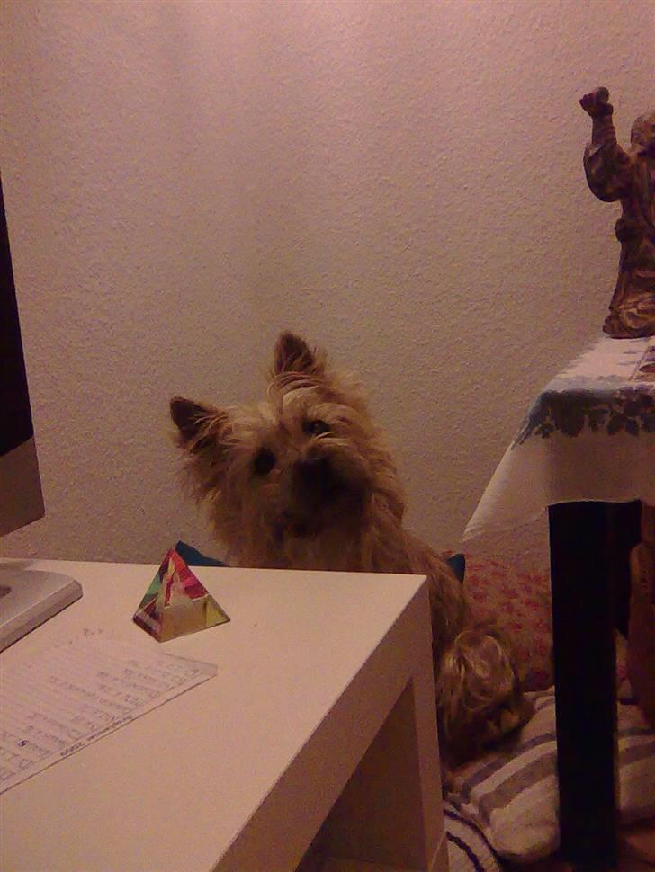 Cairn terrier Silja - Her sidder Silja i sin rede som består af en masse puder. billede 2