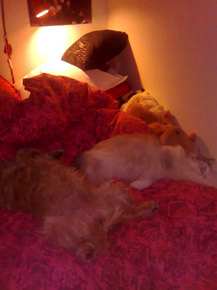 Cairn terrier Silja - Her ligger de to bamser og nyder varmen - det regnede og blæste kraftigt den dag, så dyrene besluttede at holde til i min seng :D billede 3