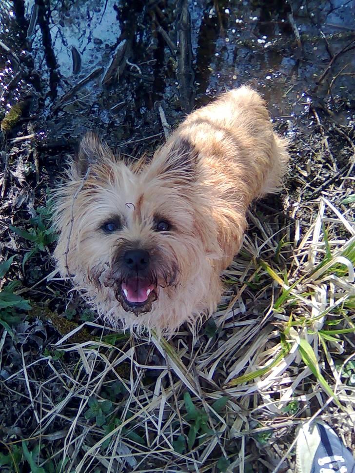 Cairn terrier Silja - Her var vi nede ved søen - se hendes glade grin (: billede 4