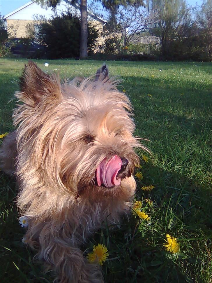 Cairn terrier Silja - Jeg tror, at Silja drømmer om de frikadeller vi skal have til aften.. :-) billede 5