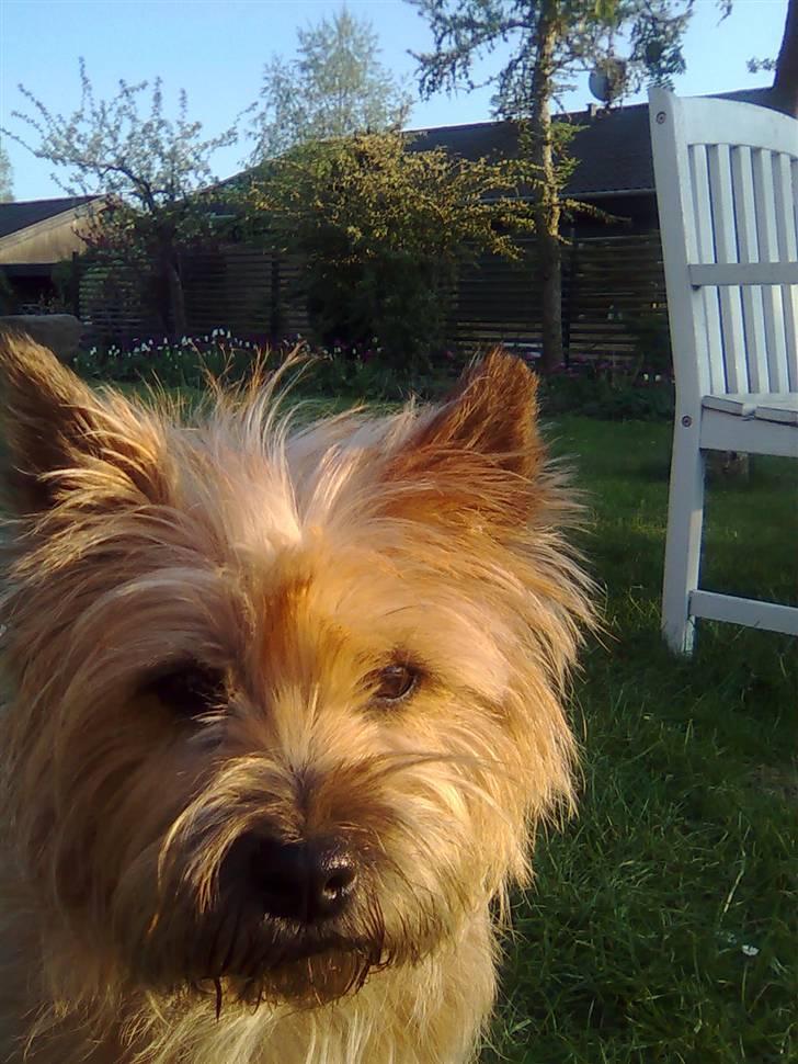 Cairn terrier Silja - Min lille elskede honningbjørn <3 billede 6