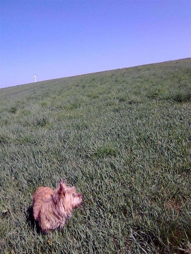 Cairn terrier Silja - "Jeg føler mig lille!" - dejlig tur på marken. billede 7