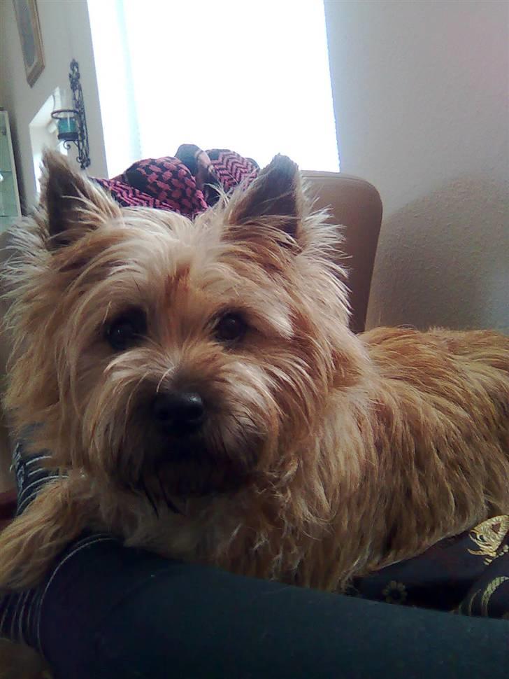 Cairn terrier Silja - "Christina, drop nu det åndssvage kamera!" billede 8