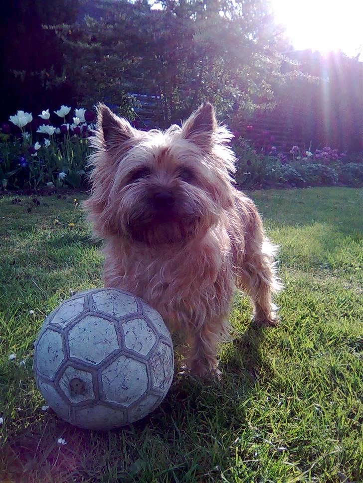 Cairn terrier Silja - "Nogle der er friske på en omgang fodbold?" billede 9
