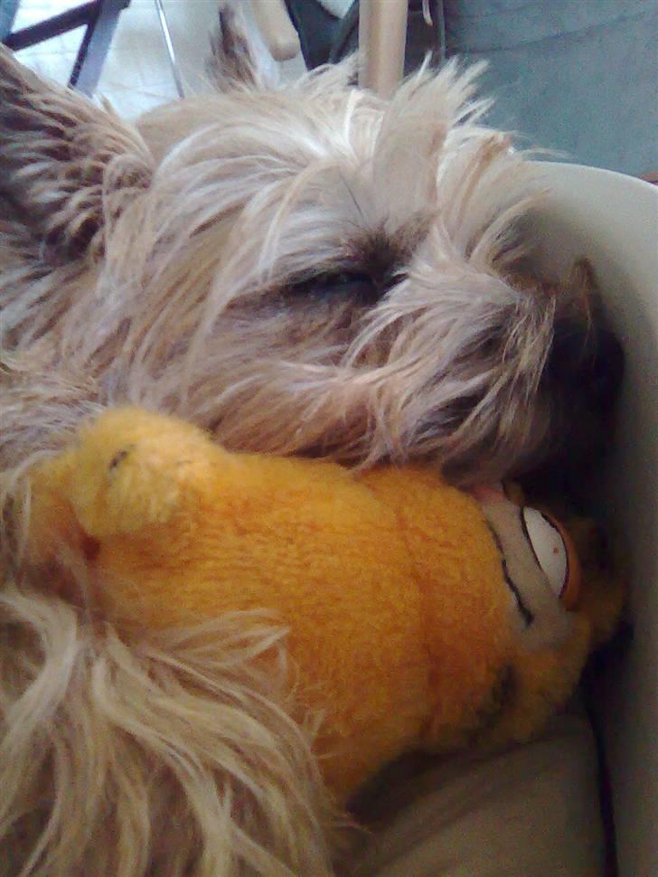 Cairn terrier Silja - SIlja ELSKER sin Garfield-bamse, og hun nyder at sove med den (: billede 10