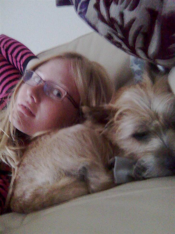 Cairn terrier Silja - "Åh, nu kan vi sove sammen," billede 11