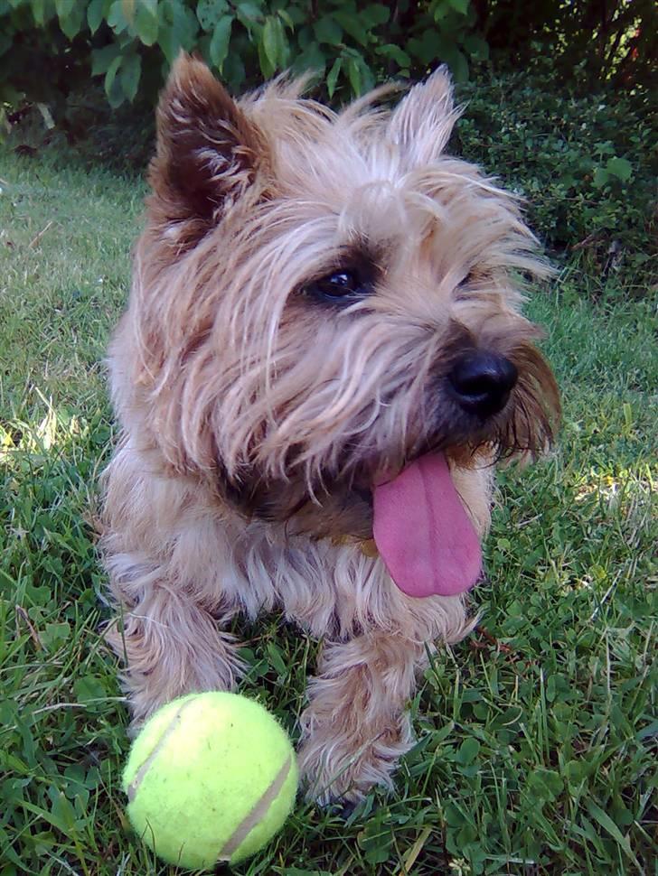 Cairn terrier Silja - "Jeg har den flotteste tennisbold i verden!" billede 12
