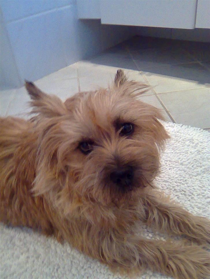 Cairn terrier Silja - Selvom du gør meget, stikker af på gåturen og tumler rundt i min seng med mudderpoter, så elsker jeg dig, Silja! billede 13