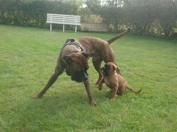 Boxer bonni billede 11