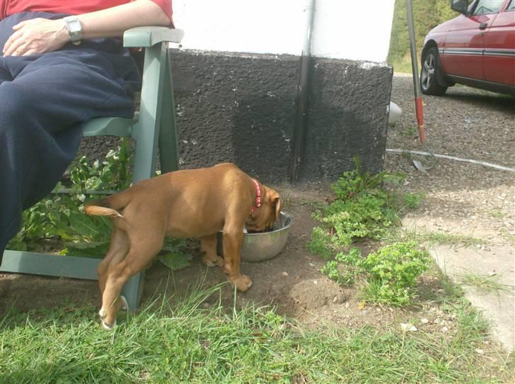 Boxer bonni billede 12