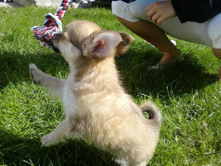 Chihuahua Anton billede 2