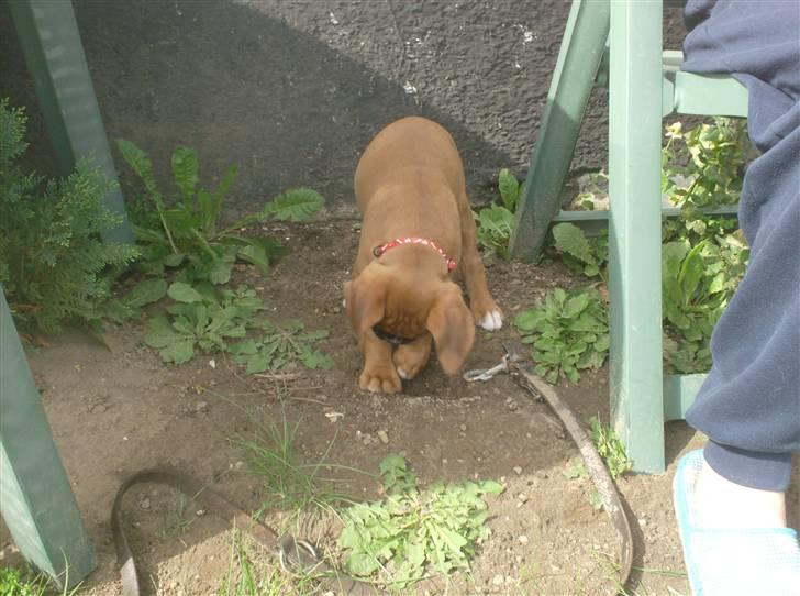 Boxer bonni billede 13