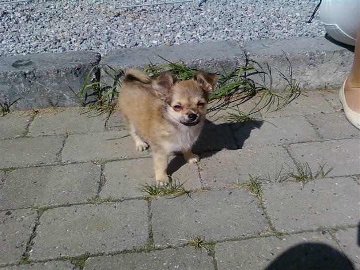 Chihuahua Anton billede 3