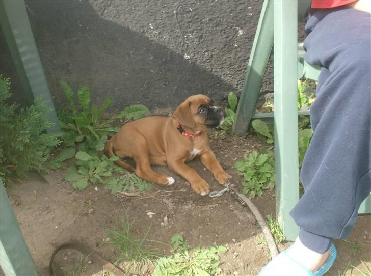 Boxer bonni billede 14