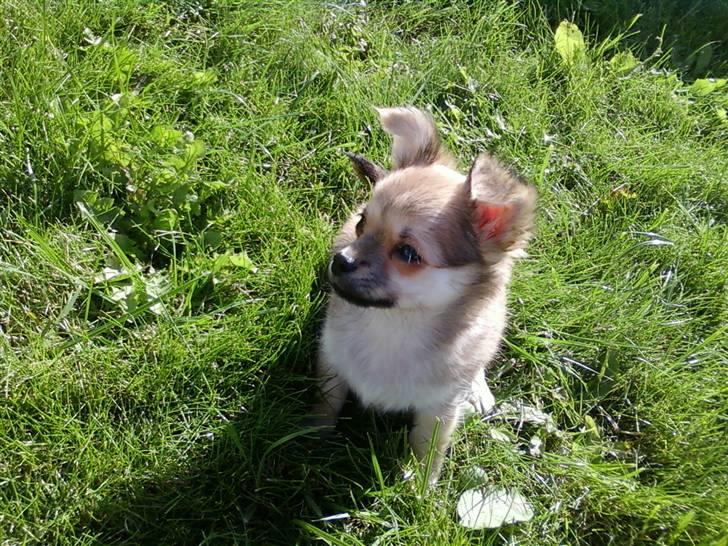 Chihuahua Anton billede 4