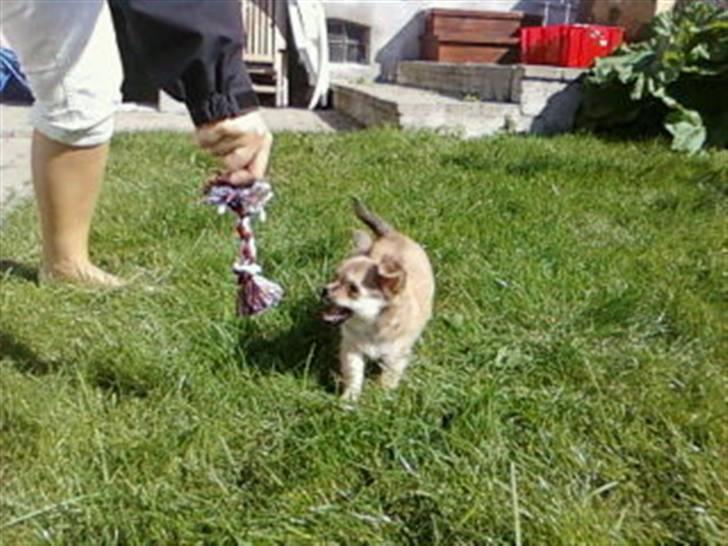 Chihuahua Anton billede 5