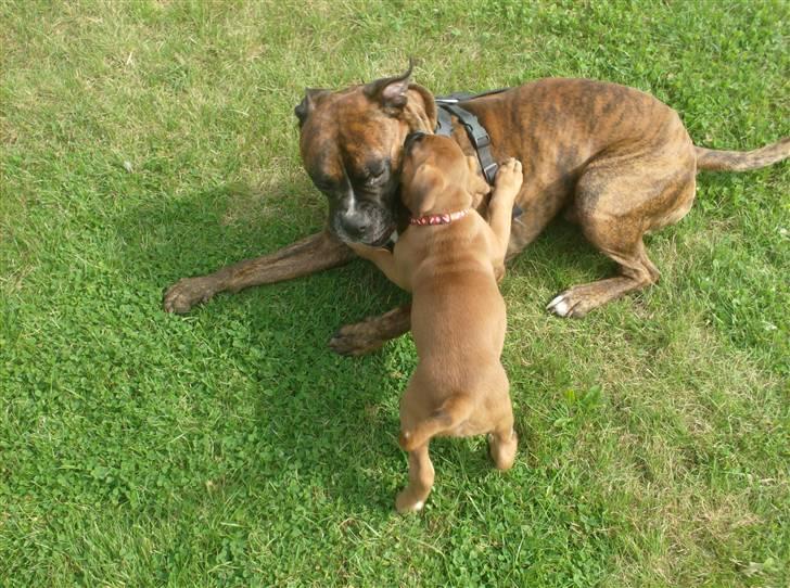 Boxer bonni billede 16