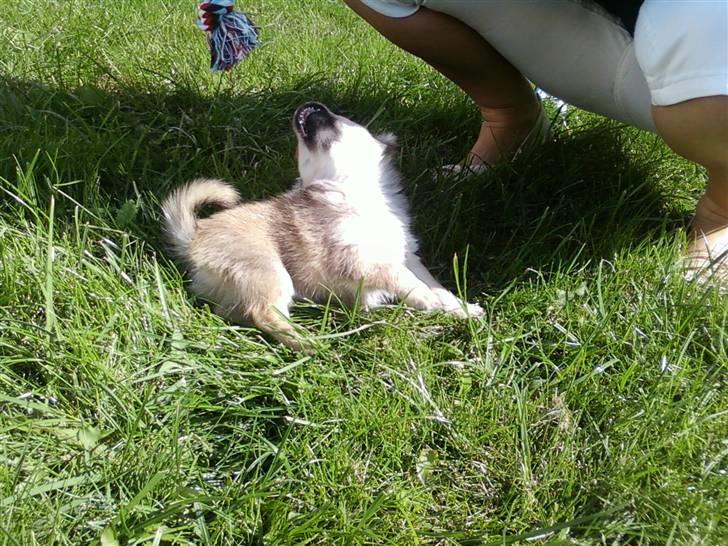 Chihuahua Anton billede 6