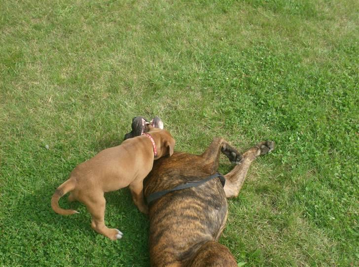 Boxer bonni billede 17