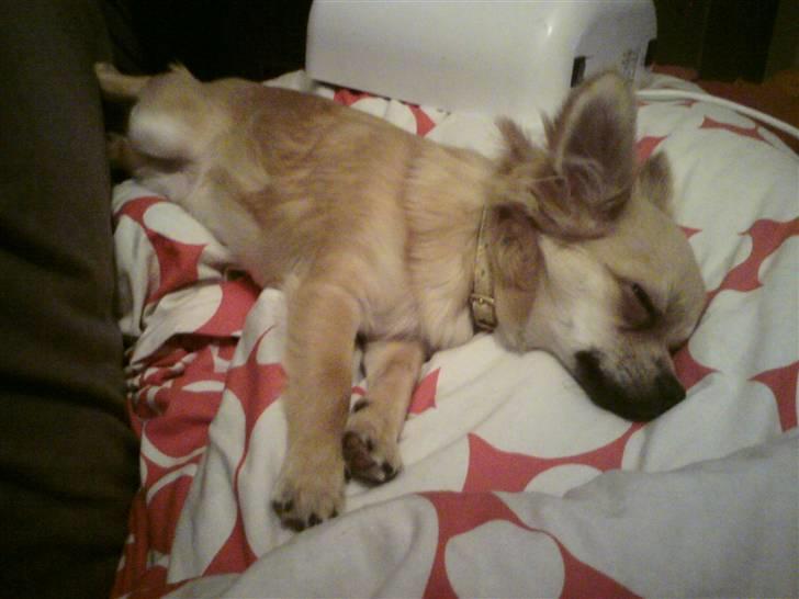 Chihuahua Anton billede 7