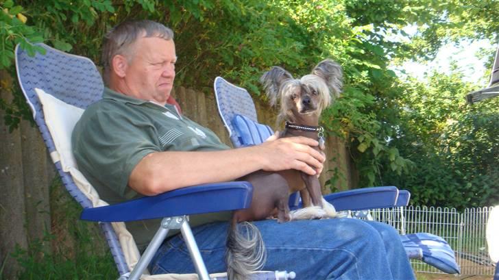 Chinese crested hårløs Capone *Solgt* - Far og mig billede 9