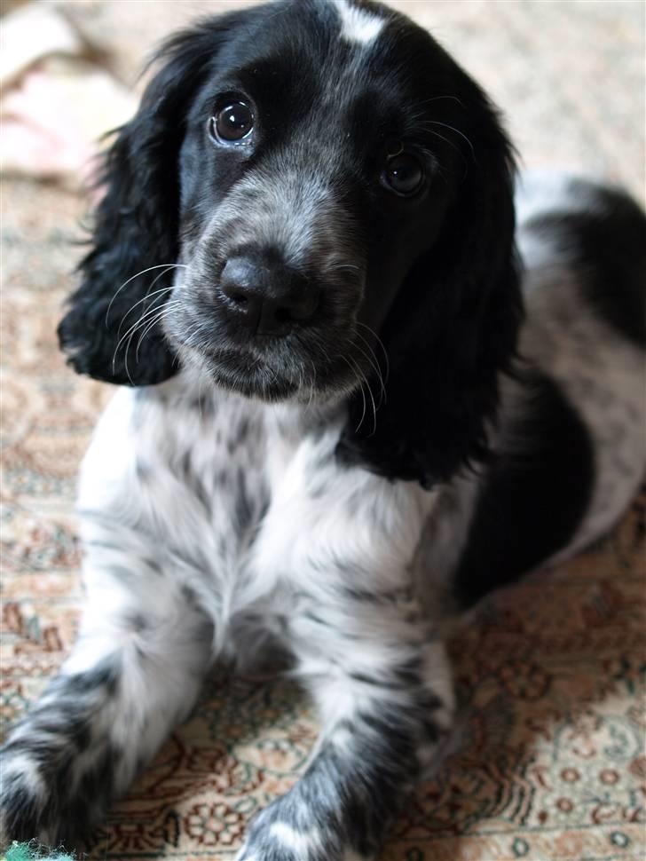 Cocker spaniel Chianti aka Banditten - Hej og velkommen til min profil :-D i må meget gerne bedømme og komme med en lille hilsen... jeg elllllsker når jeg får beskeder billede 1