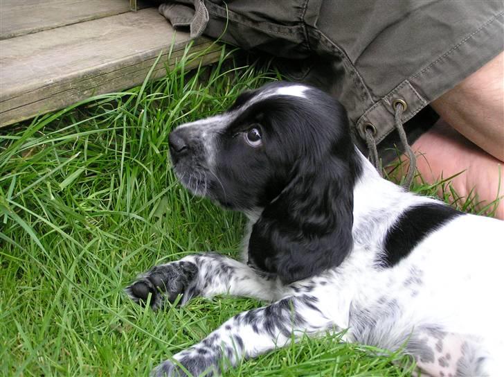 Cocker spaniel Chianti aka Banditten - Puha det er hårdt at være lille hvalp... tager lige en slapper billede 3