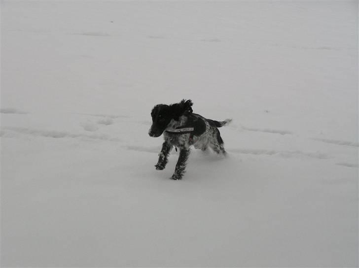 Cocker spaniel Chianti aka Banditten - Weeeeeee en masse hvidt... hvor er det sjovt billede 4