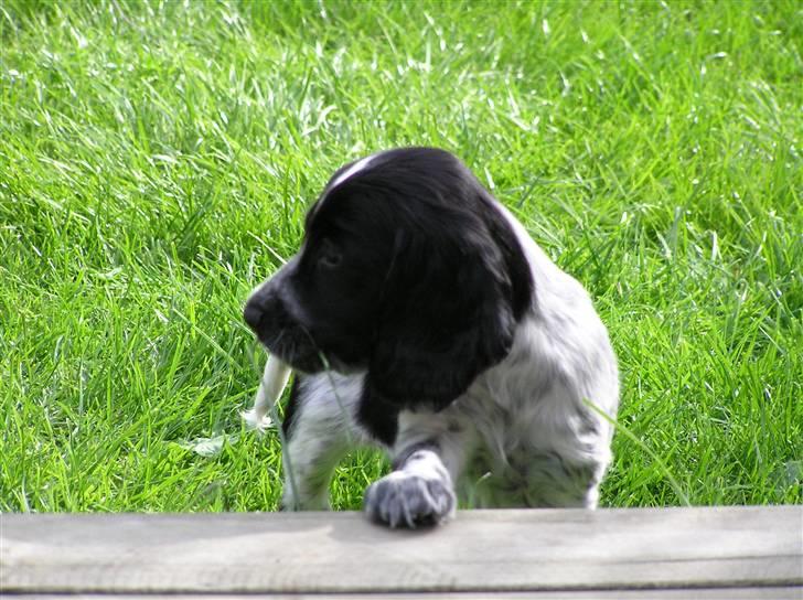 Cocker spaniel Chianti aka Banditten - hmmm skal jeg prøve at se om jeg kan komme op her billede 5