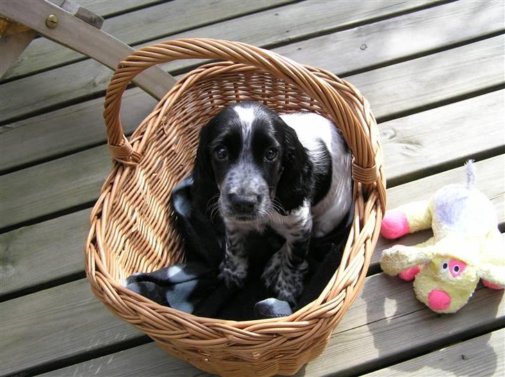 Cocker spaniel Chianti aka Banditten - Se lige hvor dygtig jeg er... jeg er helt selv kommet herop billede 6