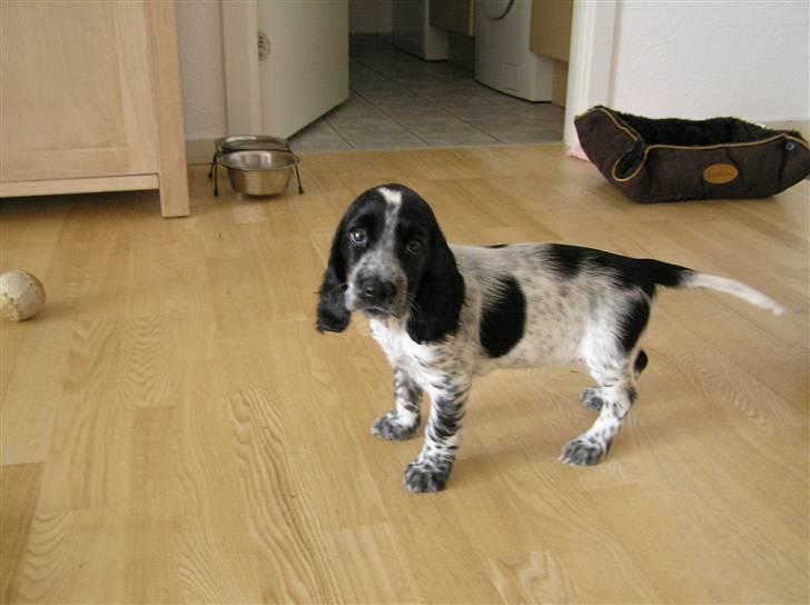 Cocker spaniel Chianti aka Banditten - Meget fotogen billede 7