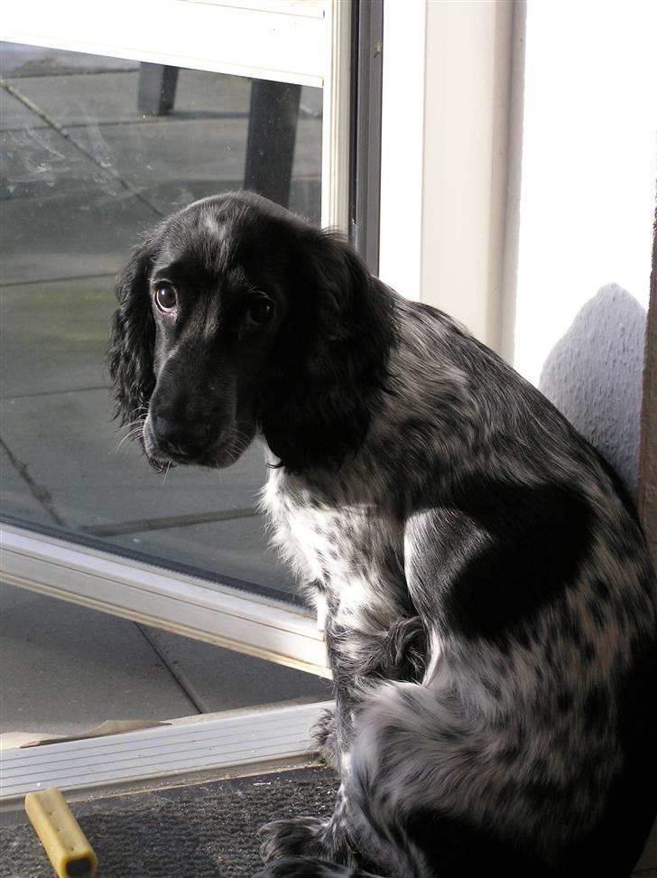 Cocker spaniel Chianti aka Banditten - Hvad vil du NU billede 9