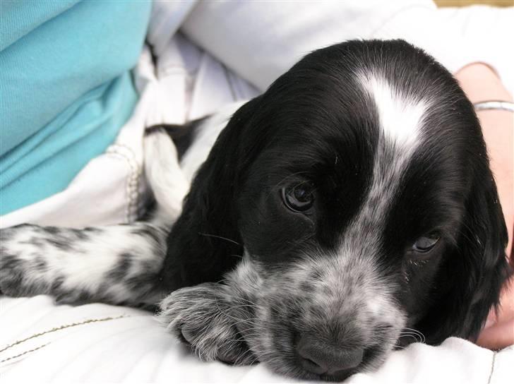 Cocker spaniel Chianti aka Banditten - 6 uger gammel... mor besøger mig hos opdrætter billede 10