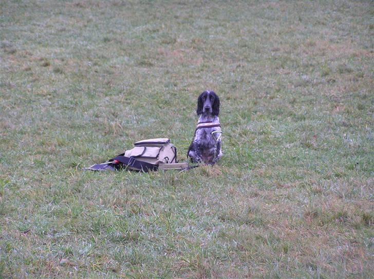 Cocker spaniel Chianti aka Banditten - Til træning... se lige hvor fint jeg sidder billede 11