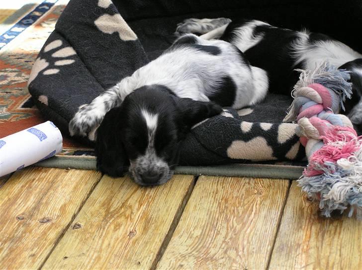 Cocker spaniel Chianti aka Banditten - 6 uger gammel... man bliver træt af at ha besøg billede 12