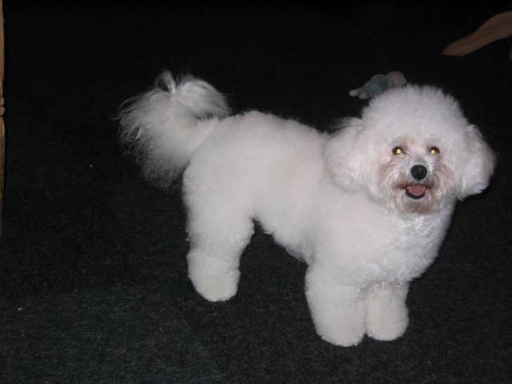 Bichon à poil frisé Fnuggi - Fnuggi er en dejlig lille familiehund, hun elsker at være midtpunkt :-) billede 1