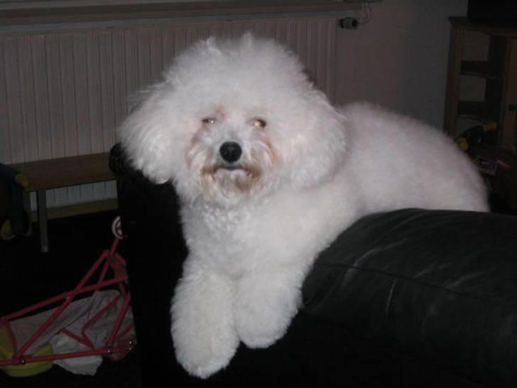 Bichon à poil frisé Fnuggi - Fnuggi er en meget magelig hund...lidt forkælet måske :-) billede 3