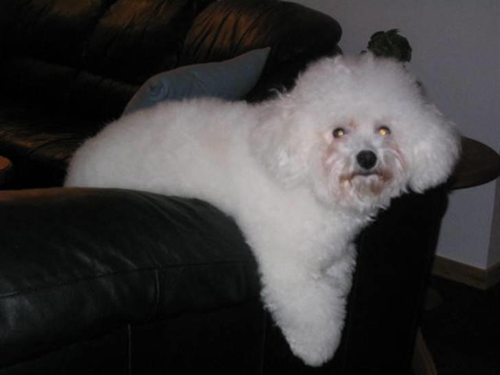 Bichon à poil frisé Fnuggi billede 4