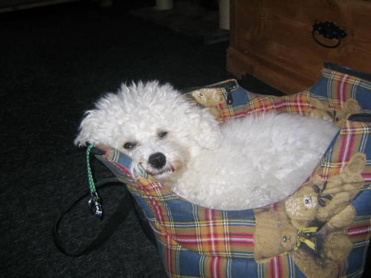 Bichon à poil frisé Fnuggi - Fnuggi elsker sin taske, selvom hun næsten ikke kan være i den, skal hun nok få sig skruet ned i den :-) billede 6