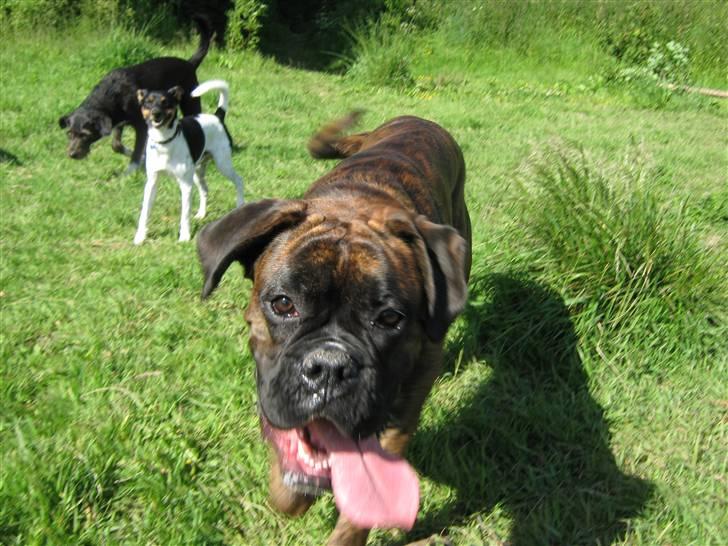 Boxer Charlie - Er der nogen der vil have et vådt kys?  billede 11