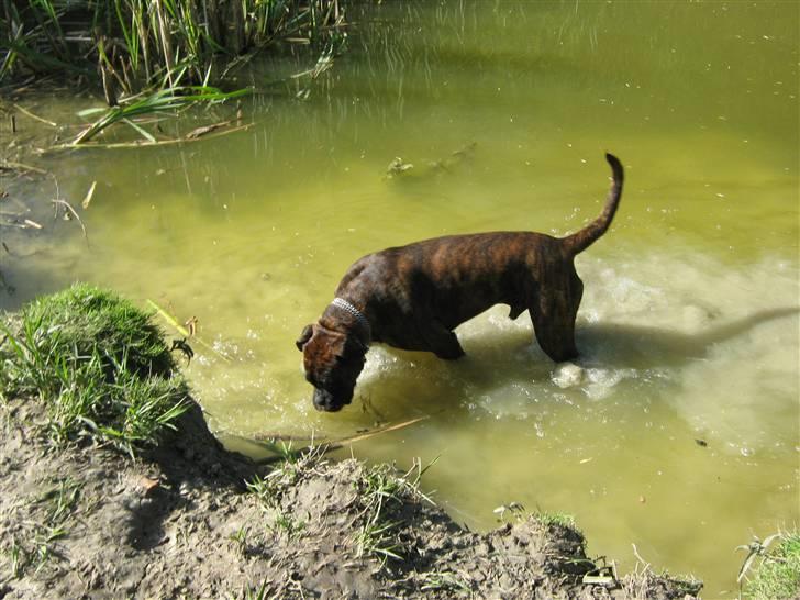 Boxer Charlie billede 12