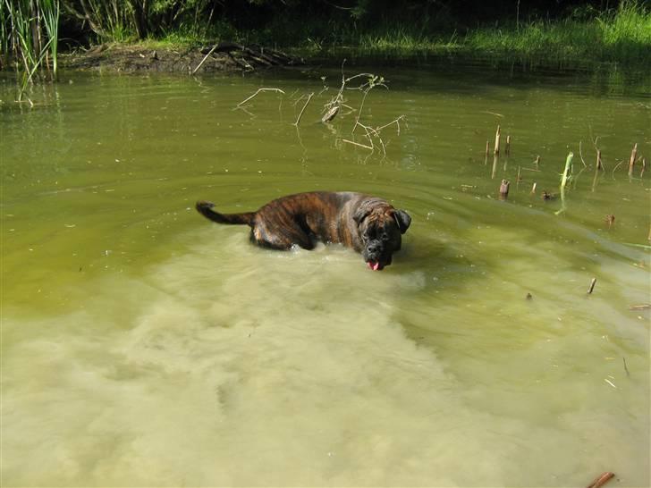 Boxer Charlie - Mmmmm, det er altså dejligt at blive kølet ned :O) billede 13
