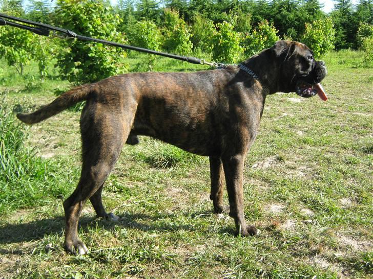 Boxer Charlie - Charlie 10 måneder gammel billede 14