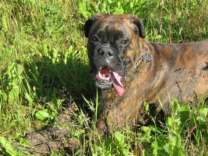 Boxer Charlie - Deler stadig ud af de våde kys hvis der er nogen der skulle være i underskud af lidt kærlighed?  billede 15