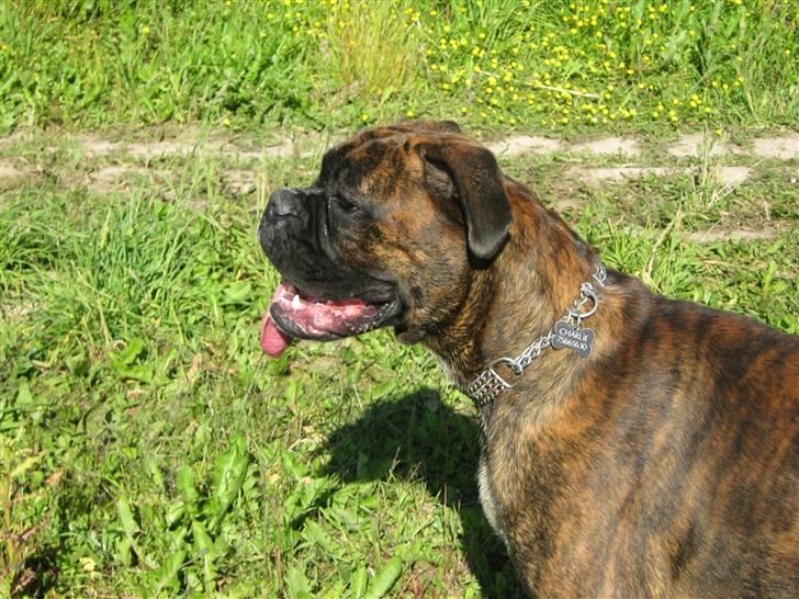 Boxer Charlie - Jeps, jeg er lækker - og jeg ved det godt :O) billede 16