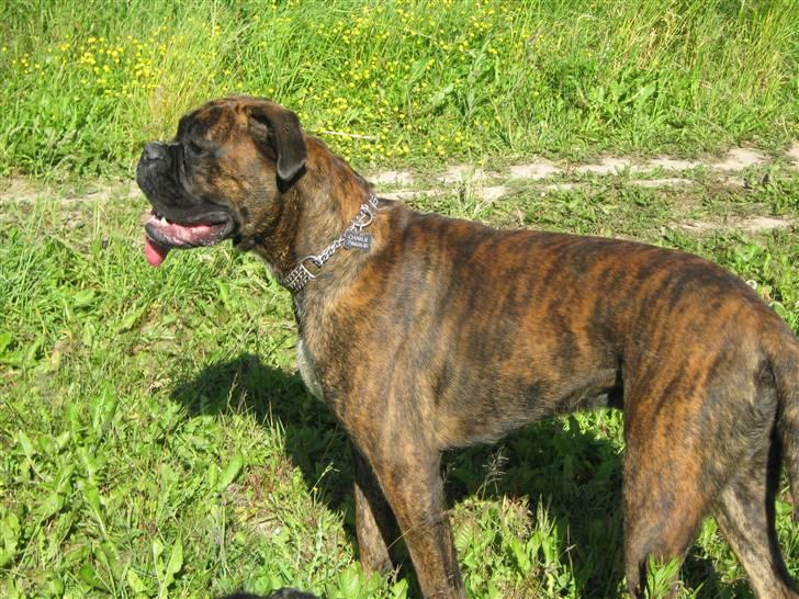 Boxer Charlie - "Lækker, lækker, lækker!" Ja det er da mig ;O) billede 17